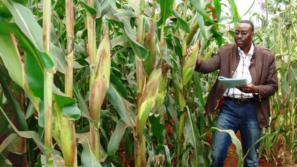 Enerplant aplicado a cultivo de maiz en Nigeria 2024