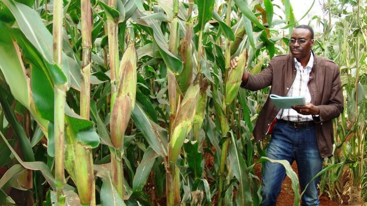 Enerplant aplicado a cultivo de maiz en Nigeria 2024